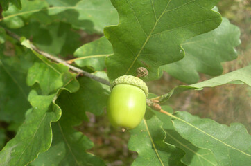 acorns on oak leaf