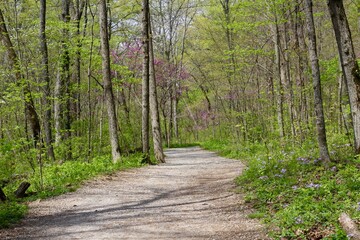 Fototapeta premium The empty winding hiking trail in the spring forest.