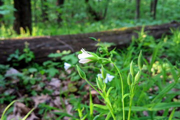 White flower in the forest on a spring bright day