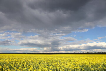 Obraz premium yellow rapeseed on the field and sky with thunderclouds