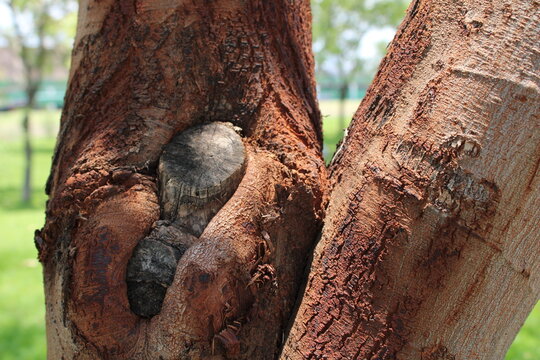 tree trunk