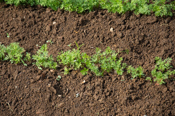 carrot seedlings in the garden