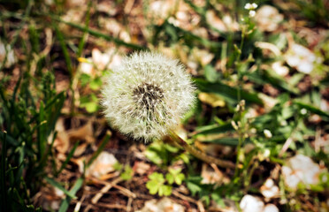 Fototapeta premium Dandelion in the park in the spring