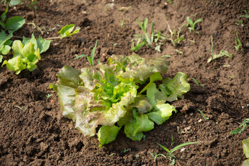 Salad seedlings