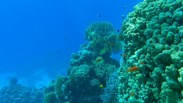 Clow motion, Colorful tropical fish swims near beautiful coral reef on the blue water background in sun rays. Underwater life in the ocean. Slow motion. Camera slowly moving forwards
