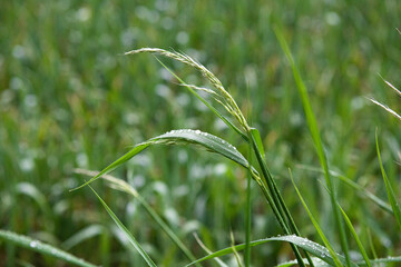 goutte d'eau sur feuille de blé