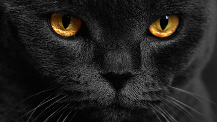 Yellow cat eyes on a dark background. Cat look. face with yellow eyes. - Powered by Adobe