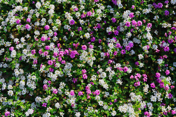 Fototapeta premium Little Flowers, CA, USA