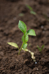 Bell pepper seedlings in Romania