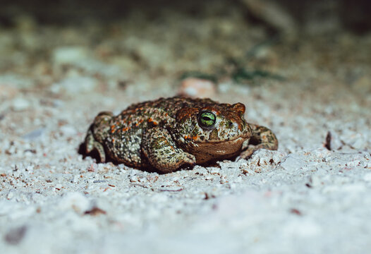 Orange and green Natterjack toad standing on a ground