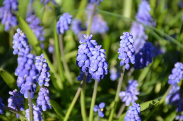 Bright flowers