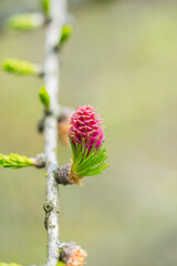 Red blooming cone of european larch tree (Larix decidua) on a branch with fresh green needles at spring