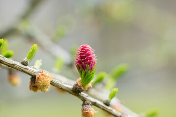 Red blooming cone of european larch tree (Larix decidua) on a branch with fresh green needles at spring