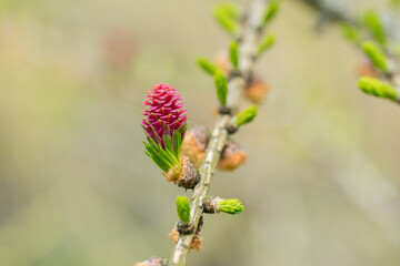 Red blooming cone of european larch tree (Larix decidua) on a branch with fresh green needles at spring