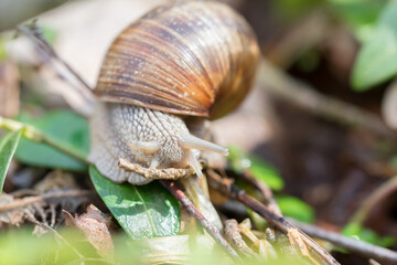 Burgundy snail (Helix pomatia) crawling in forest