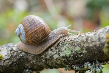 Burgundy snail (Helix pomatia) crawling on branch in forest