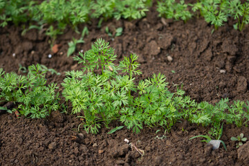 young green carrot tops growing on a close-up of a garden