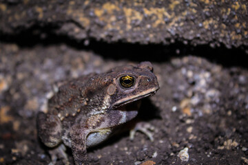 Duttaphrynus melanostictus is commonly called Asian common toad, Asian black - spined toad,