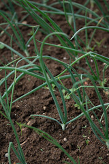 Organically grown onions with chives in the soil. Organic farming.
