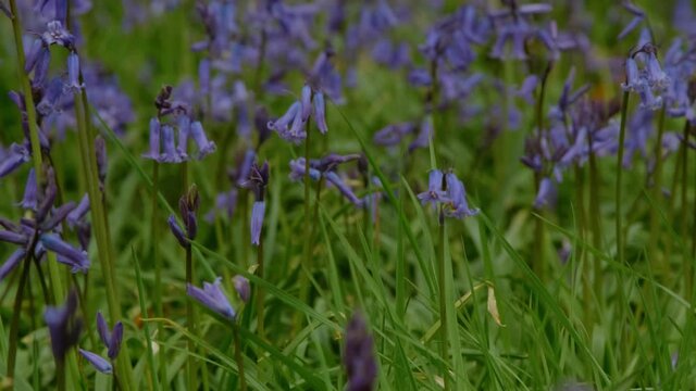 A carpet of bluebells in Epping Forest, London. Almost half the worlds bluebells are found in the UK and illegal to pick them