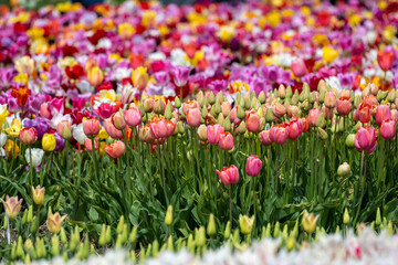 Tulip - Tulip fields - Tulips holland - Tulip netherlands - tulips