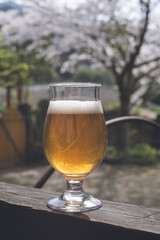 桜の木の庭、グラスにビールで乾杯
