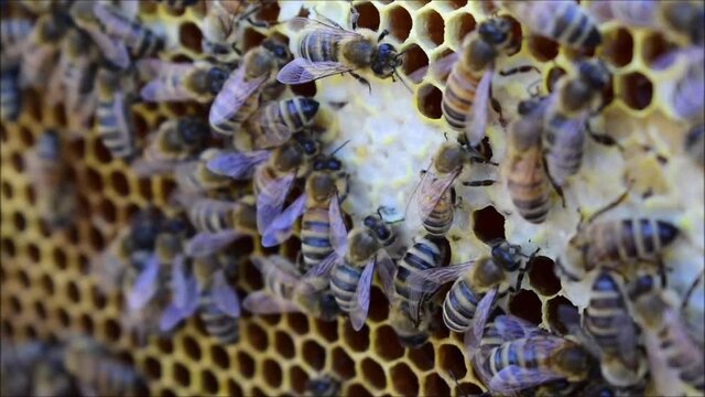 Bienen beim Honigeintragen auf Honigwabe mit verdeckeltem Honig