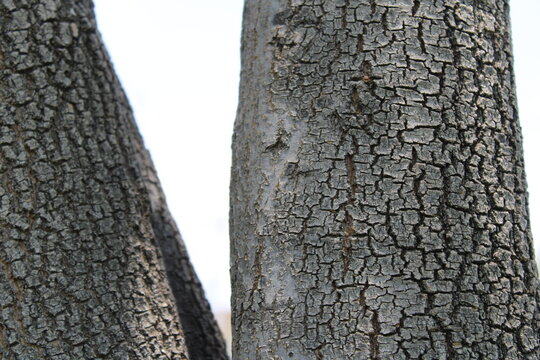 bark of a tree