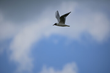 Obraz premium Bald gull in the wild