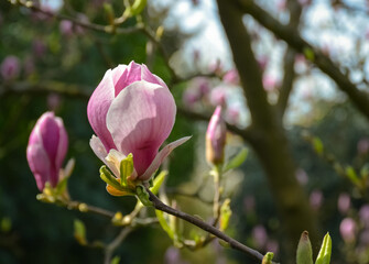 Magnolia tree in Hampton Court Park