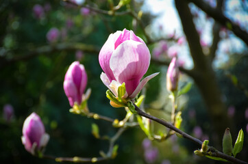 Magnolia tree in Hampton Court Park