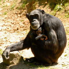 Carré une mère chimpanzé le regard fixe, protège son petit dans ses bras