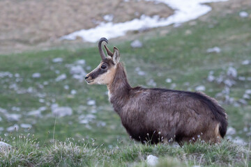 Camoscio sul monte Grappa, Italia