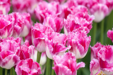 Tulip - Tulip fields - Tulips holland - Tulip netherlands - tulips
