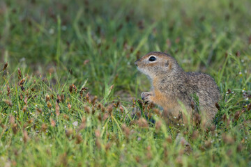 Naklejka na ściany i meble Little ground squirrel in grass