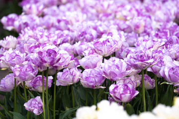 Obraz premium Tulip - Tulip fields - Tulips holland - Tulip netherlands - tulips