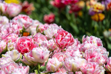 Tulip - Tulip fields - Tulips holland - Tulip netherlands - tulips