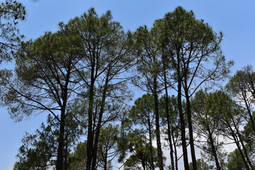 Fototapeta premium Indian pine or pinus roxburghii trees in forest of himachal pradesh