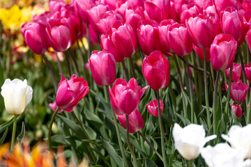 Tulip - Tulip fields - Tulips holland - Tulip netherlands - tulips