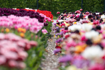 Obraz premium Tulip - Tulip fields - Tulips holland - Tulip netherlands - tulips