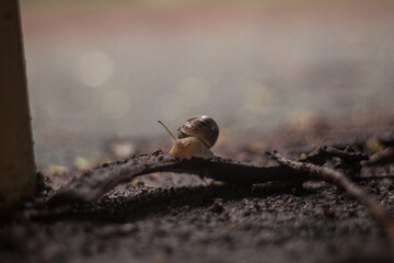 snail crawling on a branch in rainy weather 