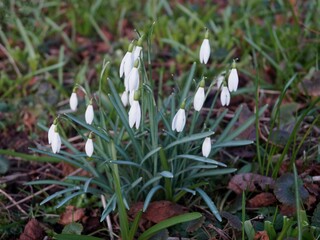 Snowdrops in green grass 