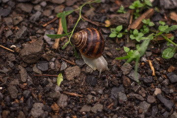 snail crawling on a branch in rainy weather 