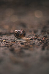 snail crawling on a branch in rainy weather 