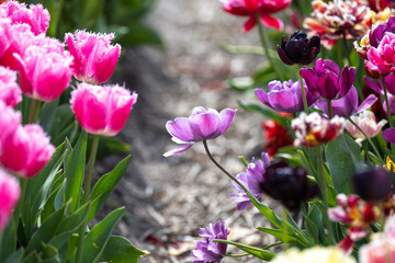 Tulip - Tulip fields - Tulips holland - Tulip netherlands - tulips