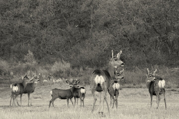 Herd of Deers, Colorado Springs, CO, USA