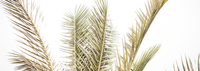 Retro palm tree summer background
