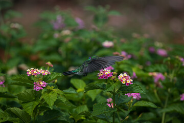 Hummingbird feeds hidden inside its wings in flight. Selective focus and blurred background. Spring landscape. 