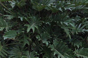Monstera in Australia