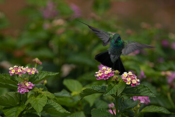 Frontal shot of a hummingbird hovering in the air. Defocused flowering garden background. Selective focus and blurred background. Spring landscape.  - obrazy, fototapety, plakaty